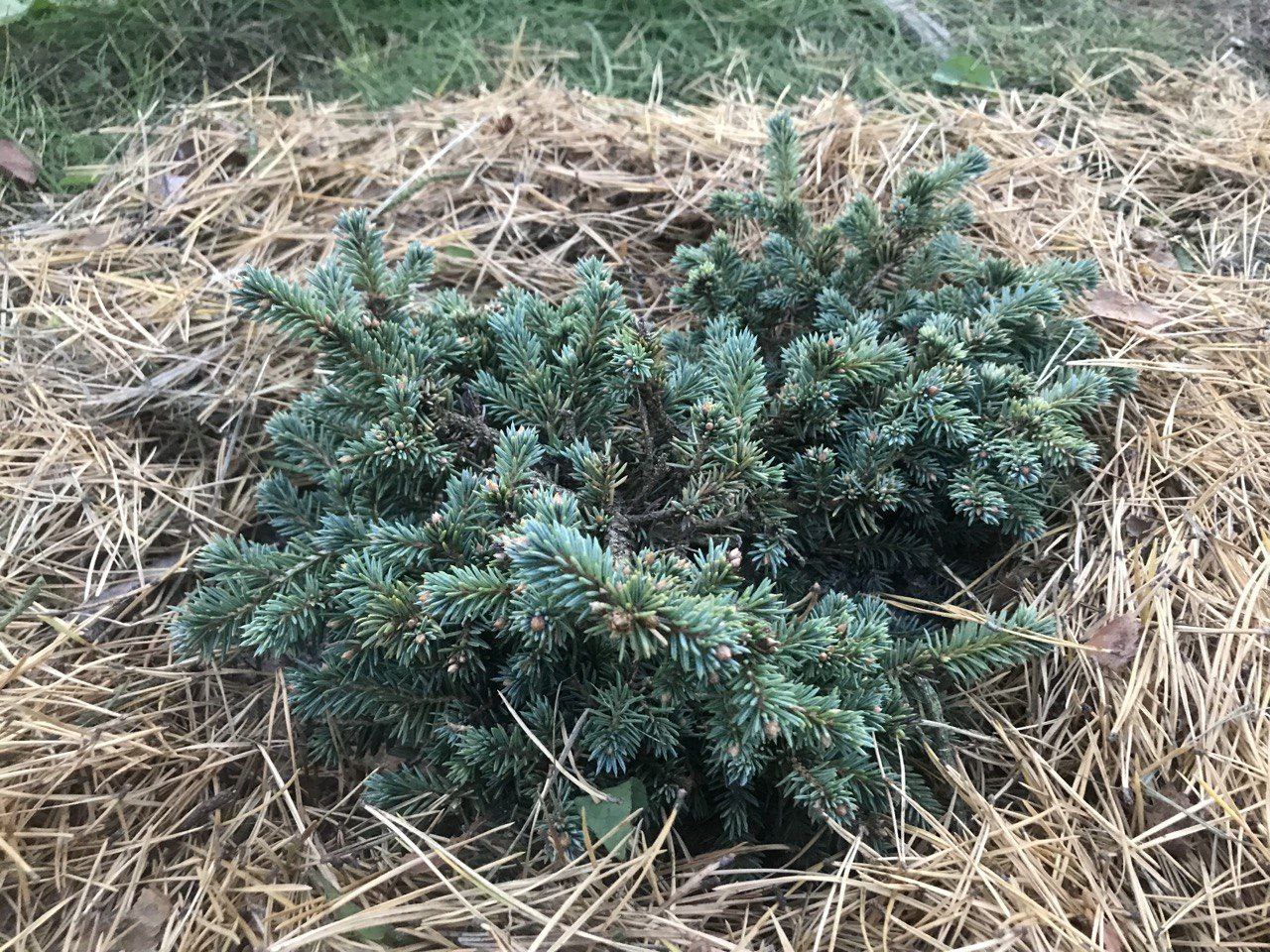 Picea pungens 'Frieda'