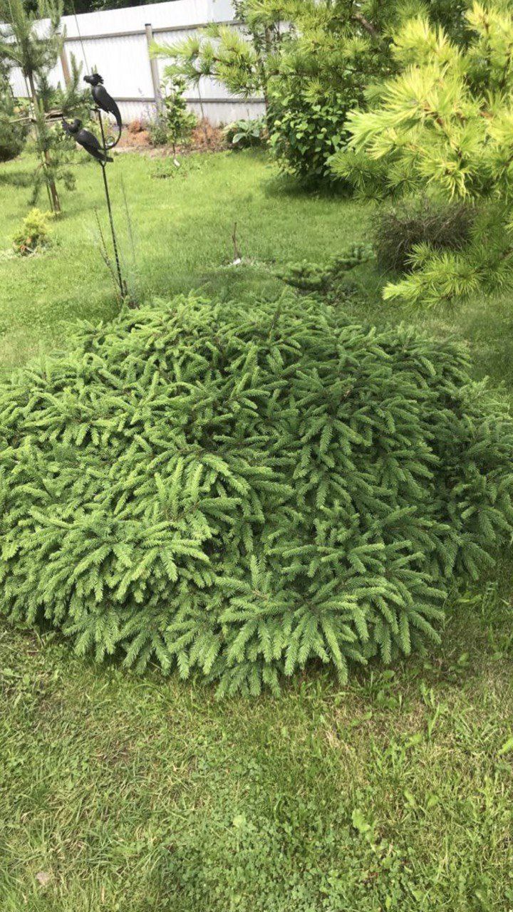 Picea abies 'Nidiformis'