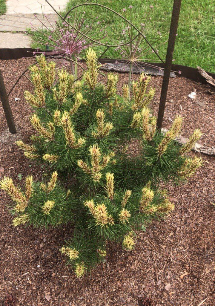 Pinus mugo 'Sunshine'