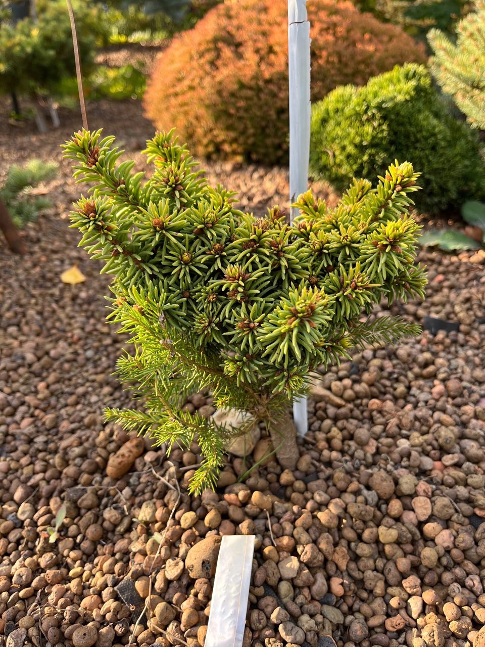 Picea abies 'Driada'