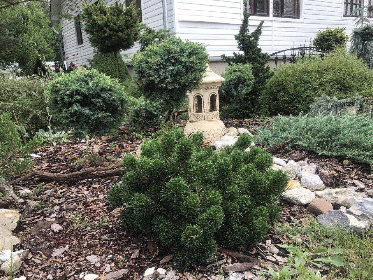 Pinus mugo 'Jakobsen'