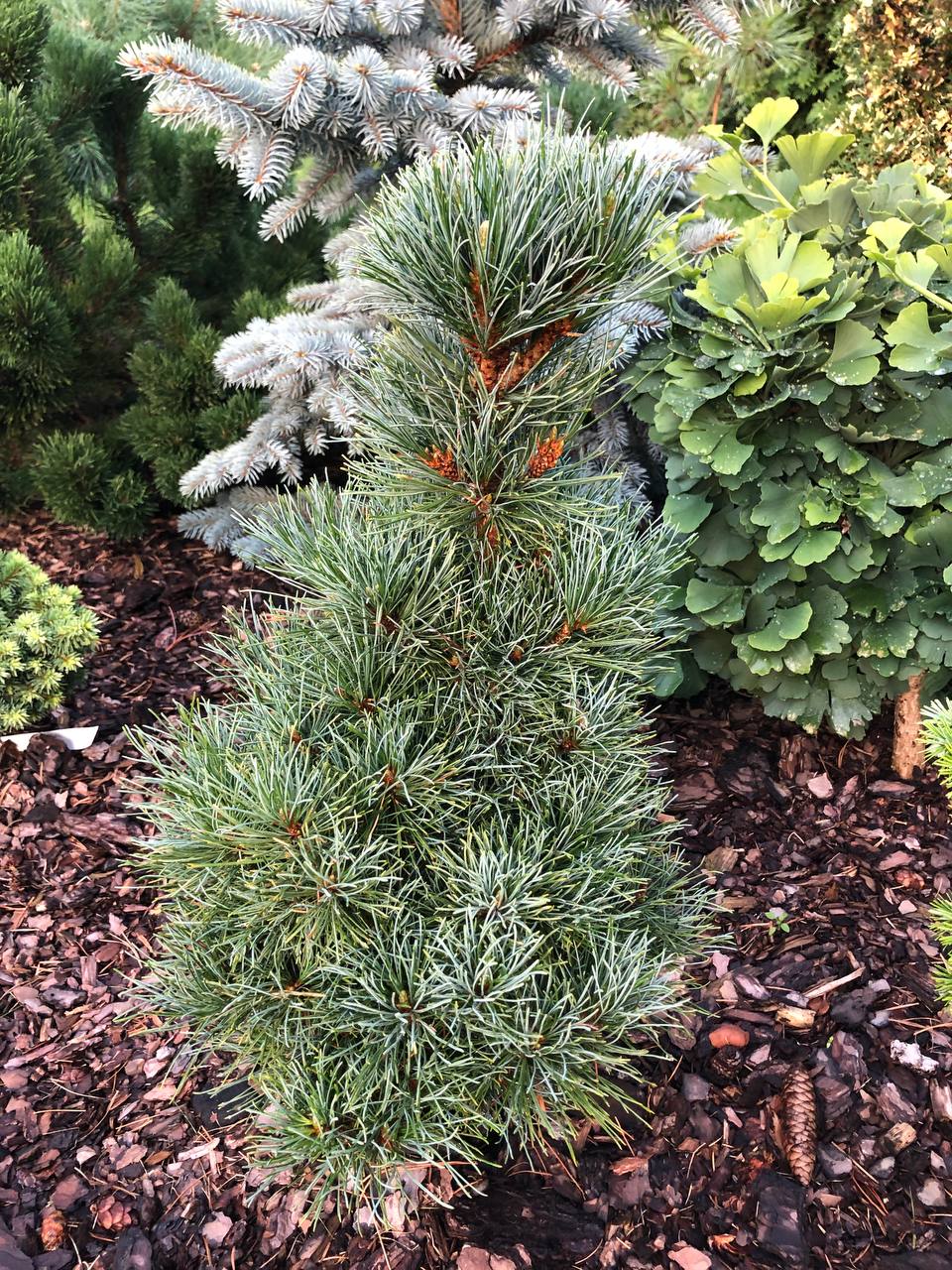 Pinus peuce 'Arnold Dwarf'