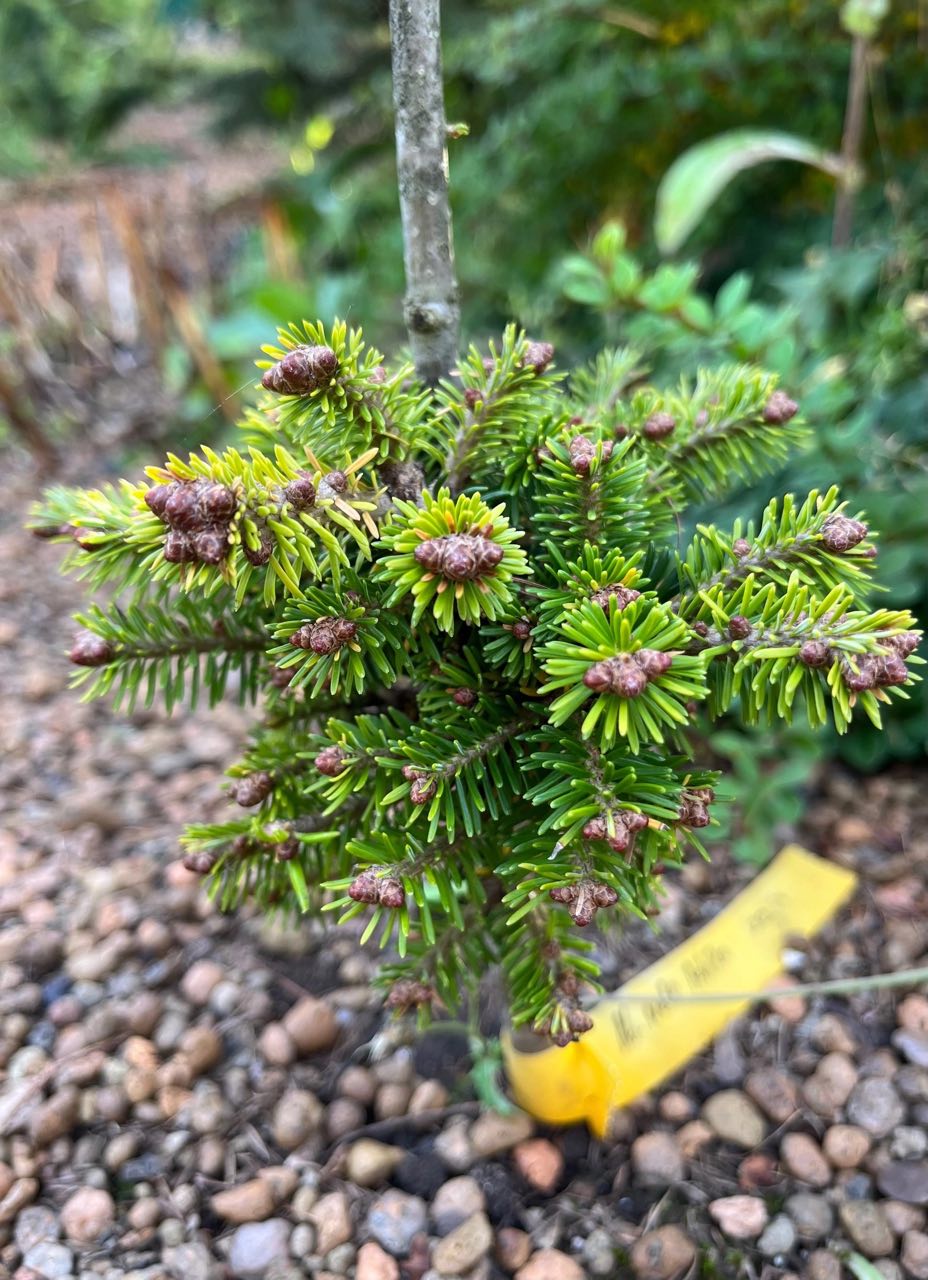 Abies nephrolepis ‘Achka’