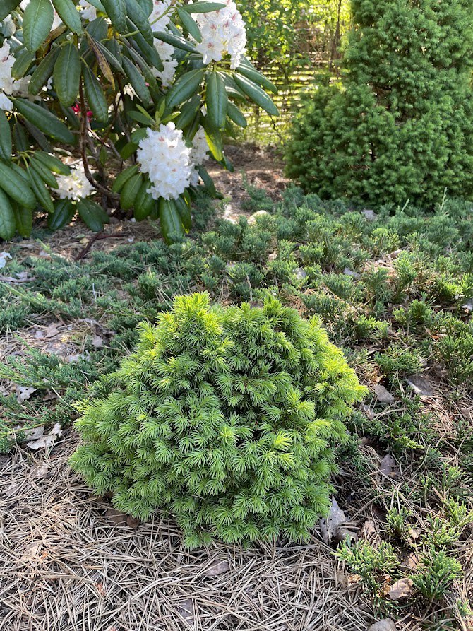 Picea glauca ‘Alberta Globe’