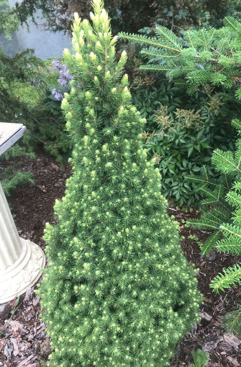 Picea glauca Rainbow's End
