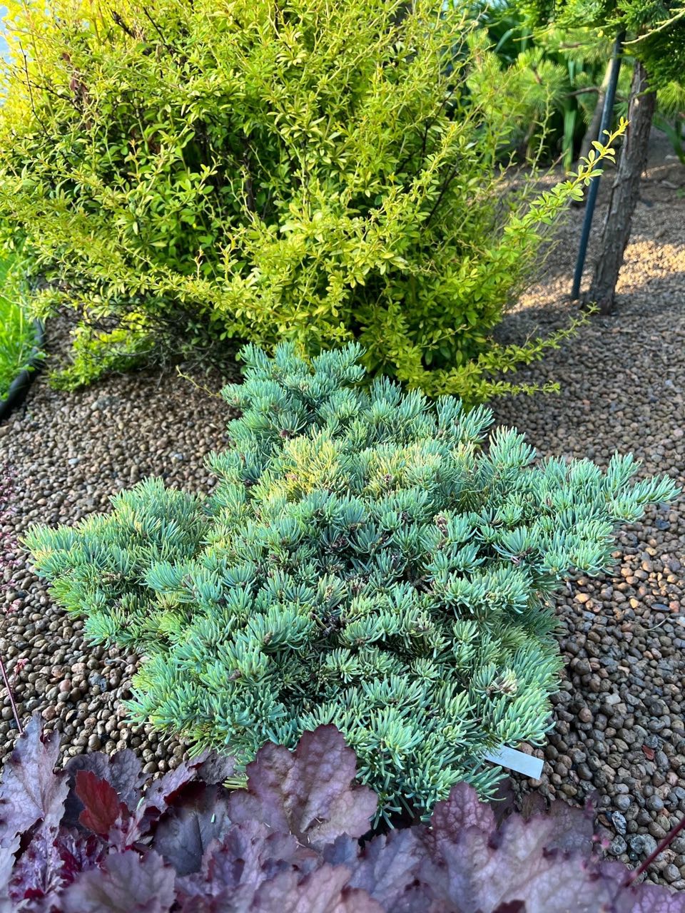 Abies concolor ‘Conila’