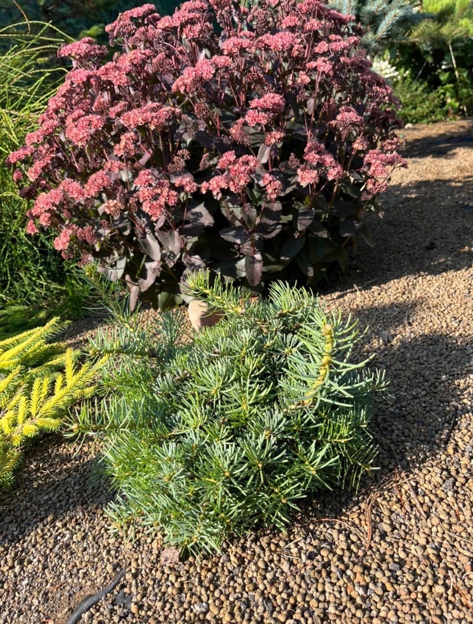 Abies concolor `Bryce Canyon’