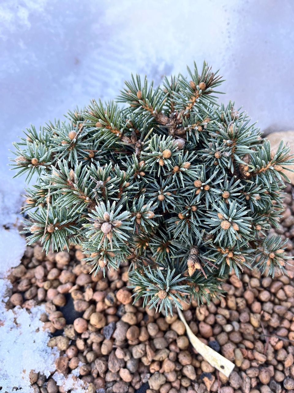 Picea pungens ‘Strenice’