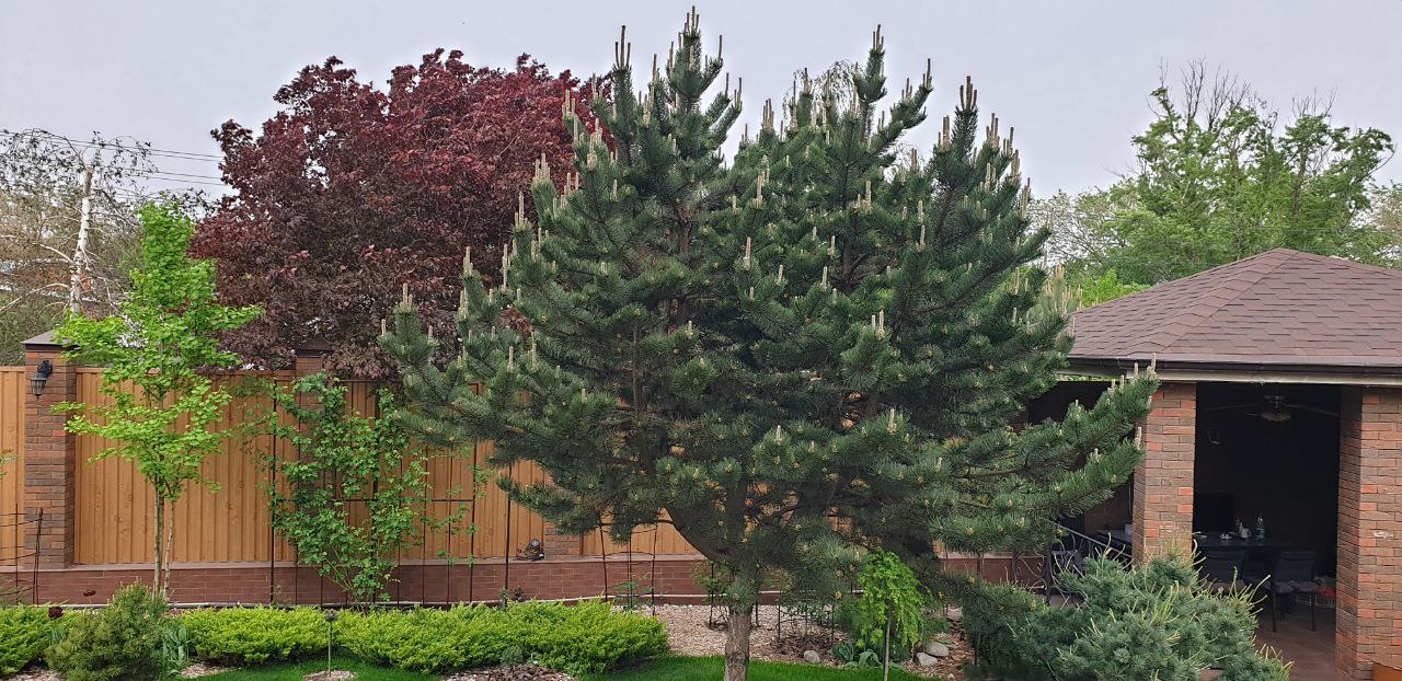 Pinus nigra ‘Oregon Green’