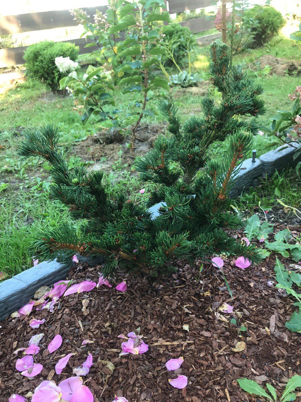 Picea abies 'Lombartsii'