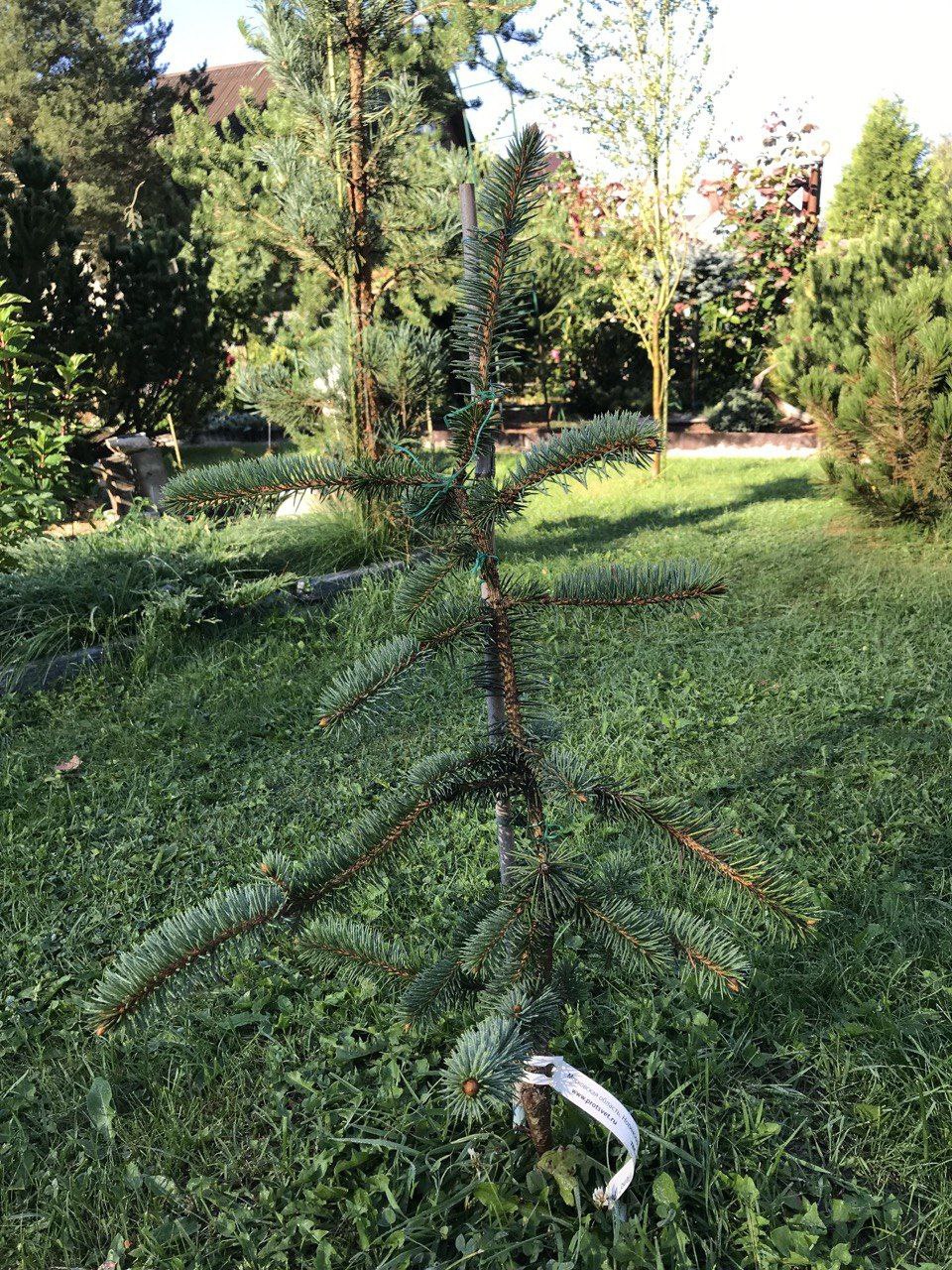 Picea pungens 'Pepo'