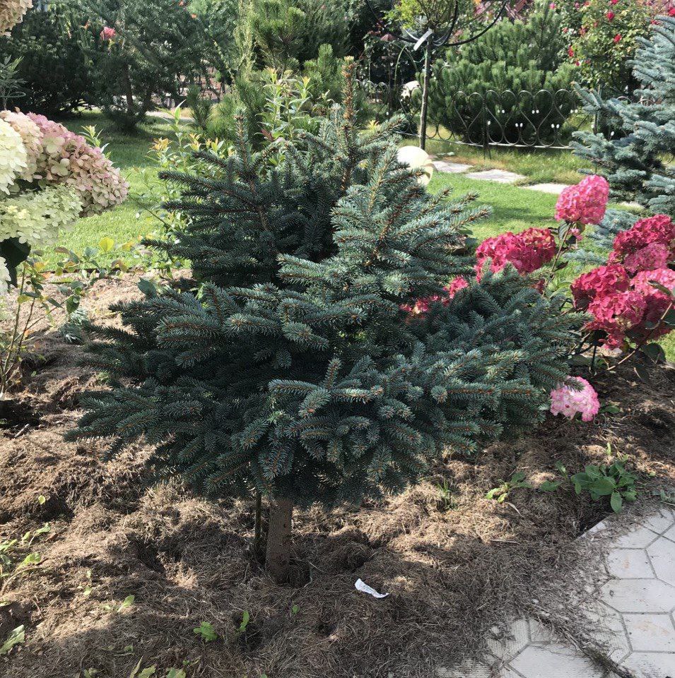 Picea pungens 'Sonia'