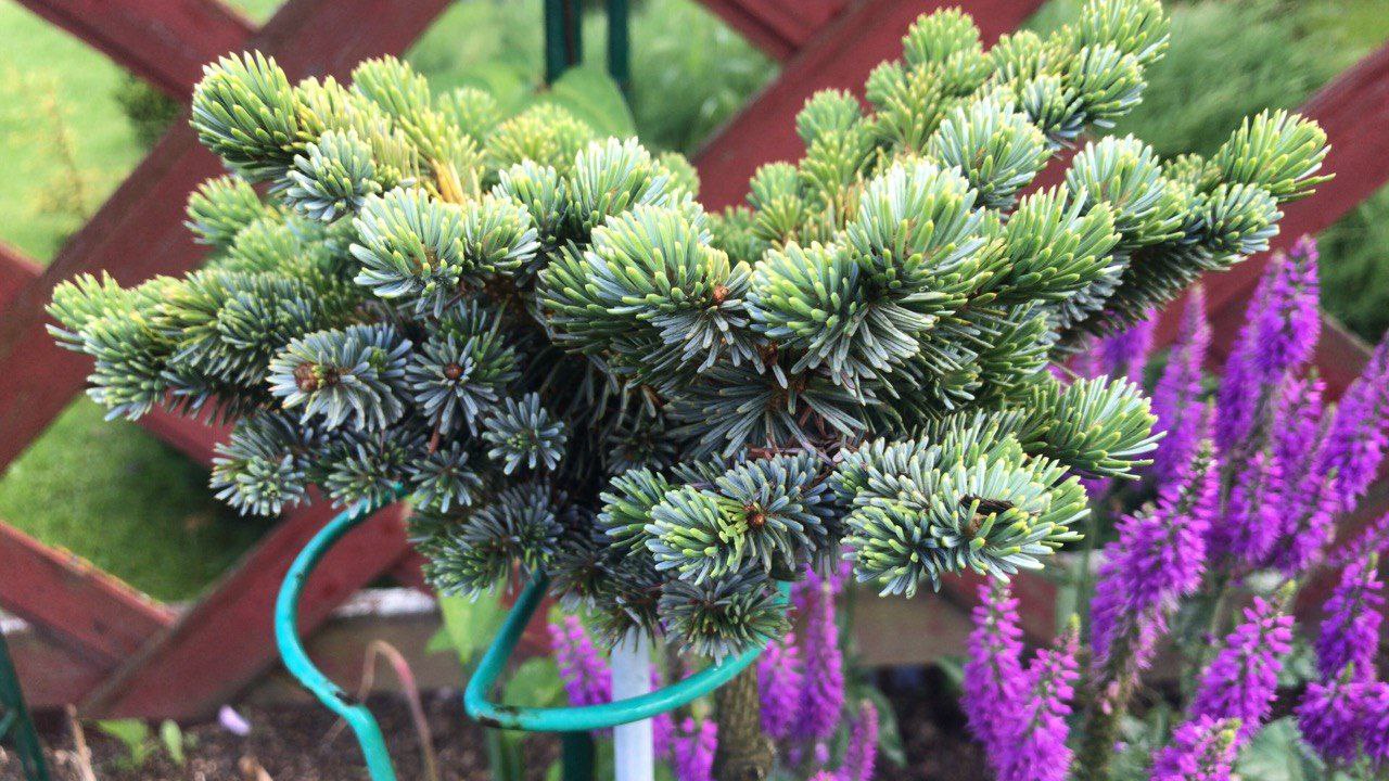 Picea jezoensis 'Marianske Lazne'