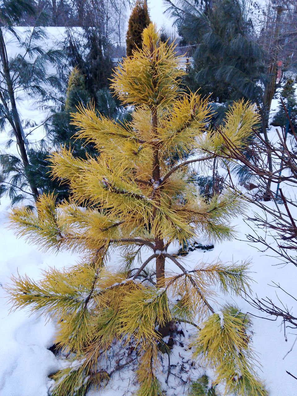 Pinus contorta 'Chief Joseph'