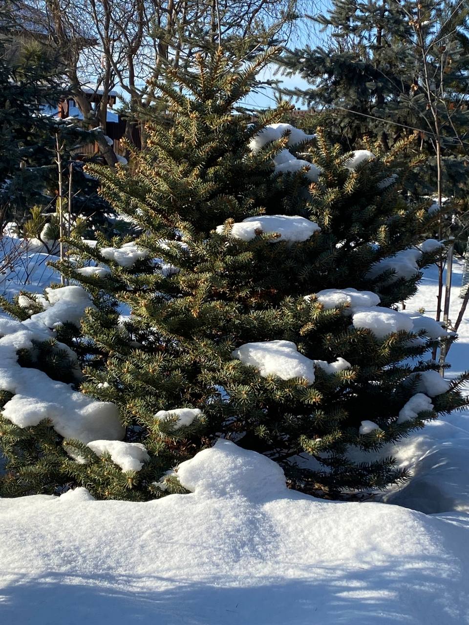 Picea pungens Hillside # 1