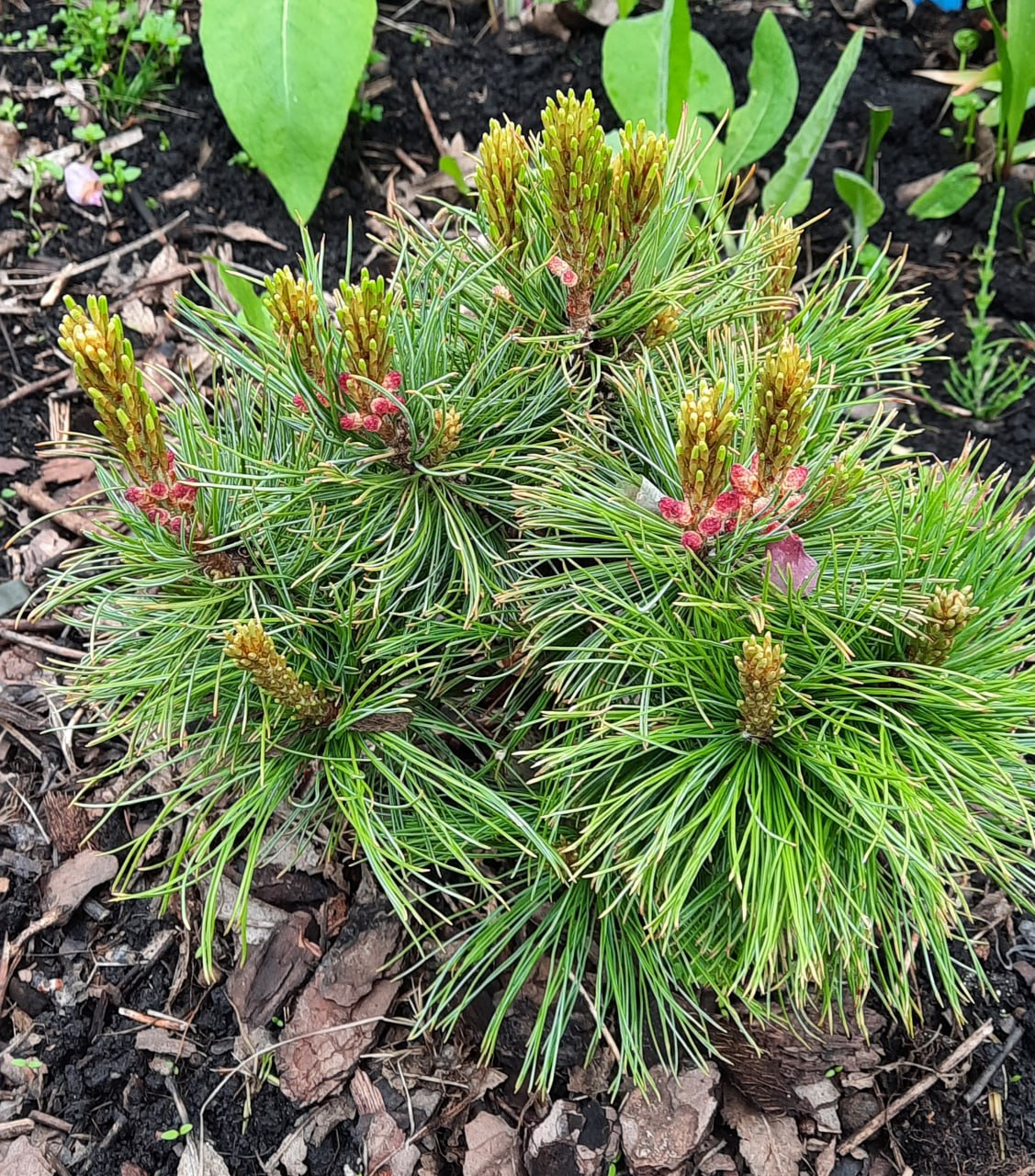 Pinus pumila ‘Chlorocarpa’