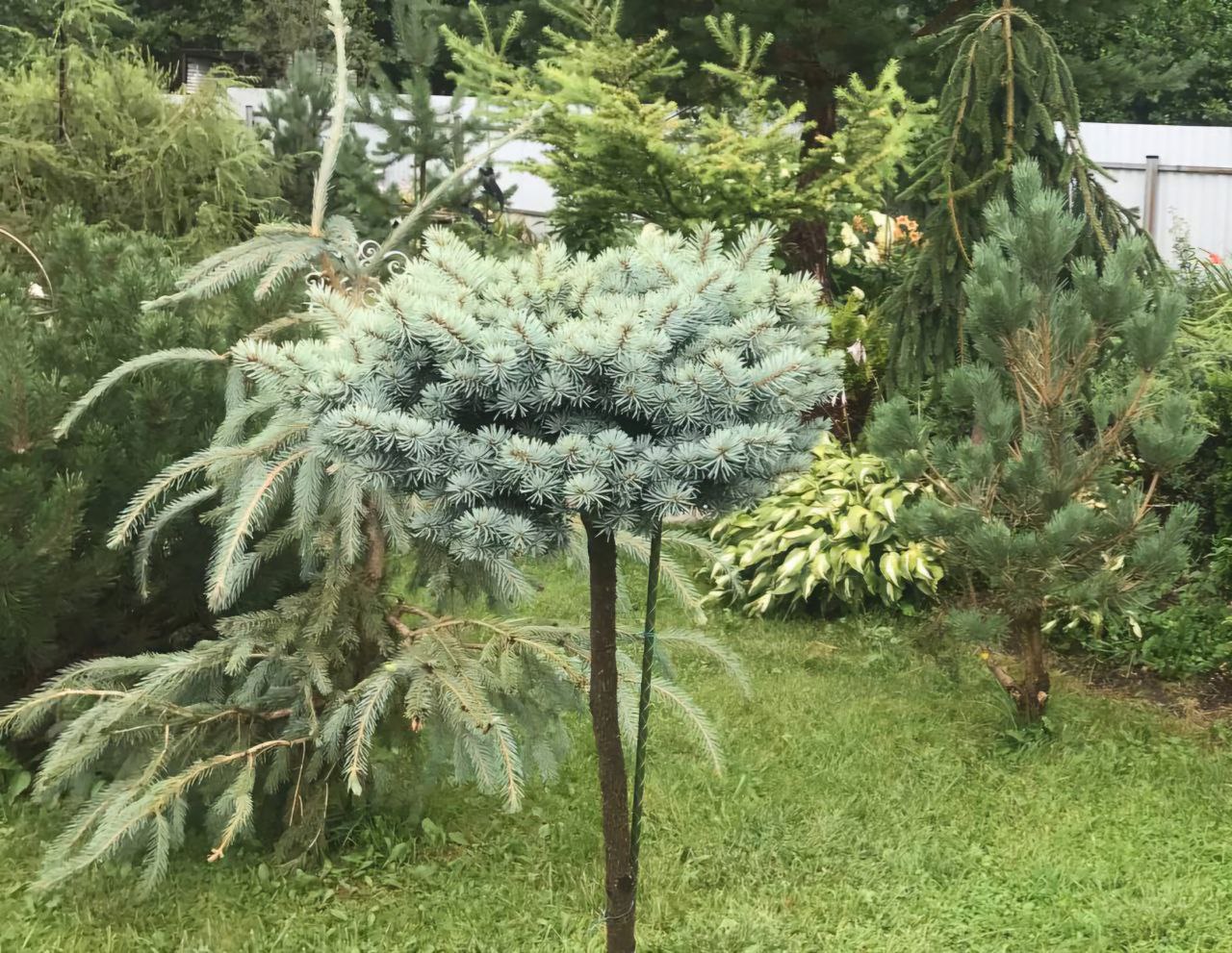 Picea pungens 'Nidiformis Kalous'