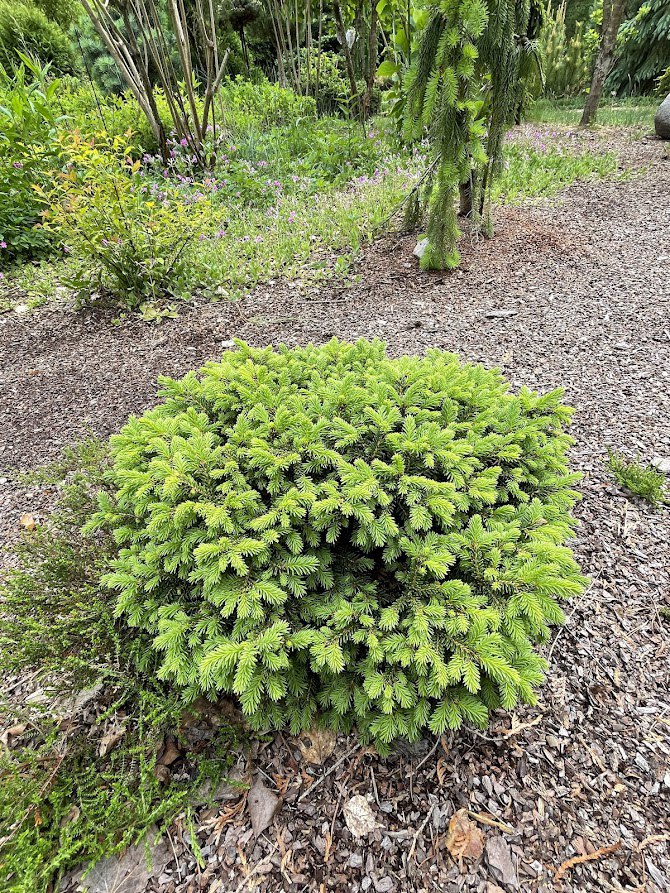 Picea abies Little Gem