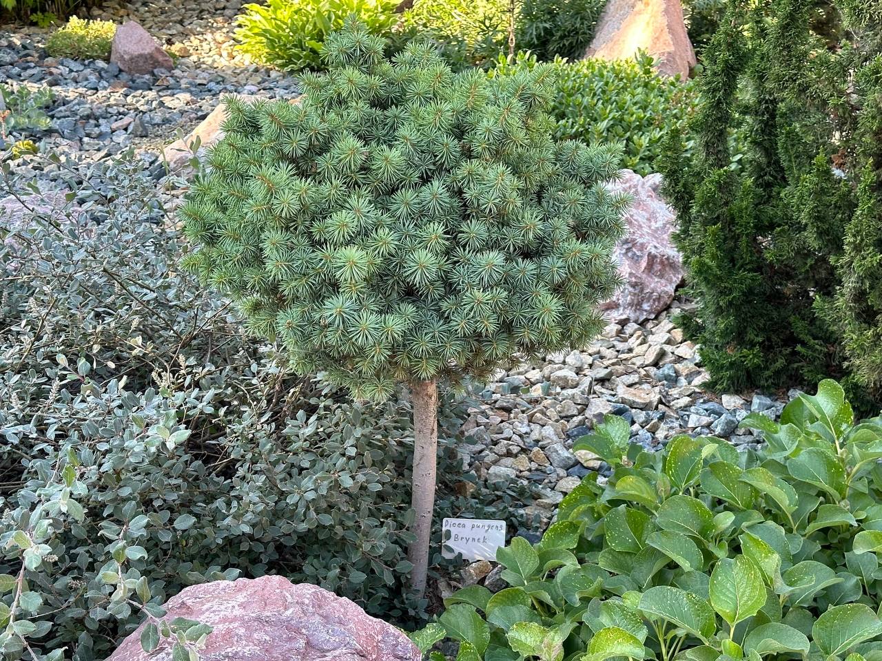 Picea pungens ‘Brynek’