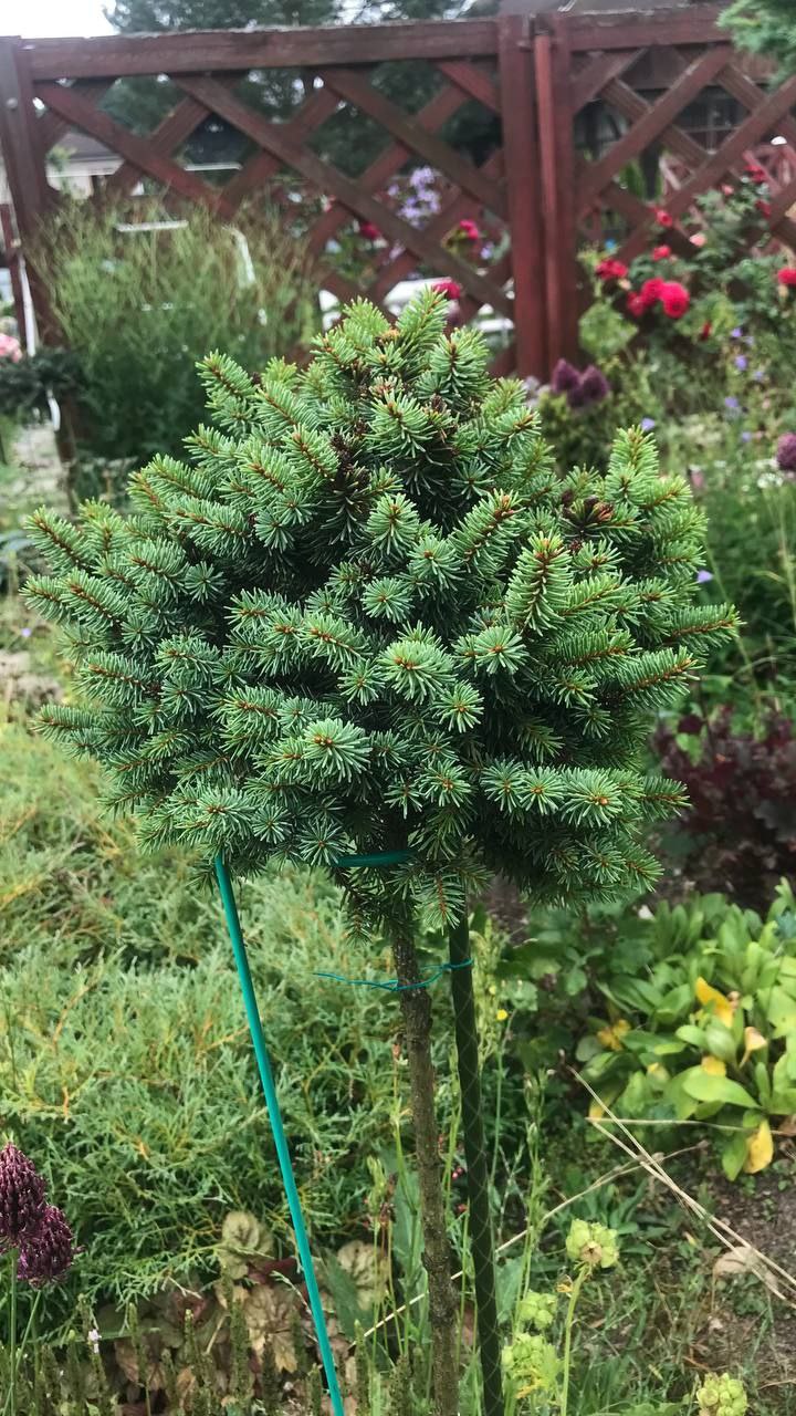 Picea abies 'Suncrest'
