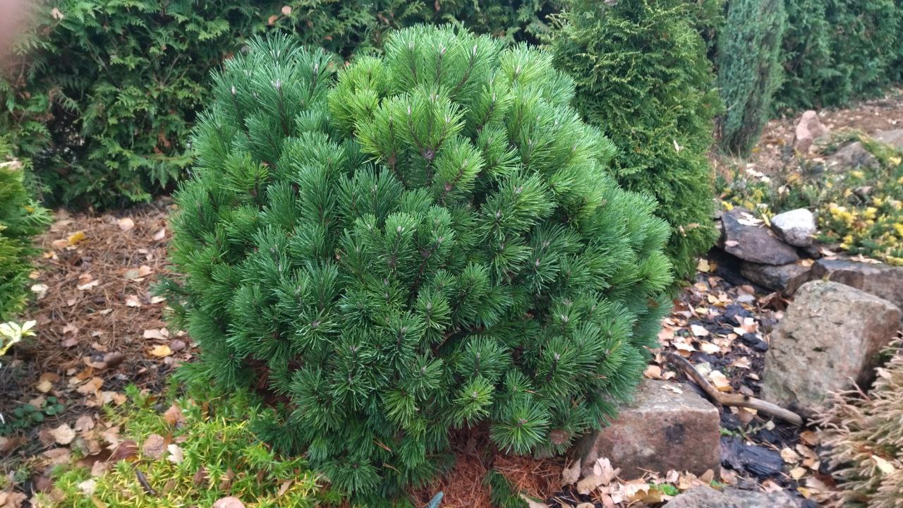 Pinus mugo 'Hnizgo'