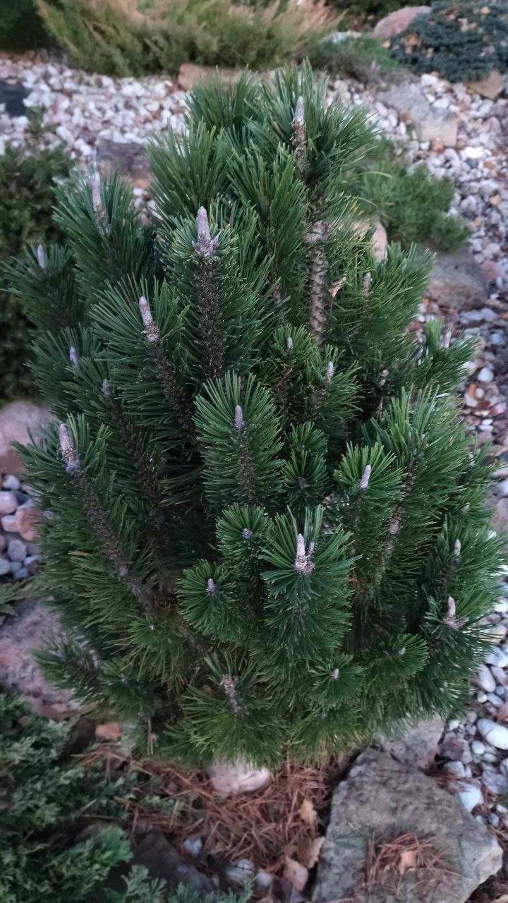 Pinus mugo 'Andrzei'