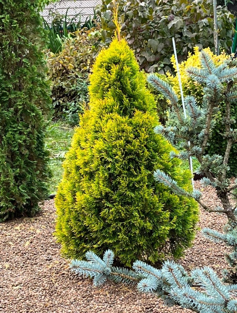 Thuja occidentalis ‘Filip's Magic Moment’(FMM)
