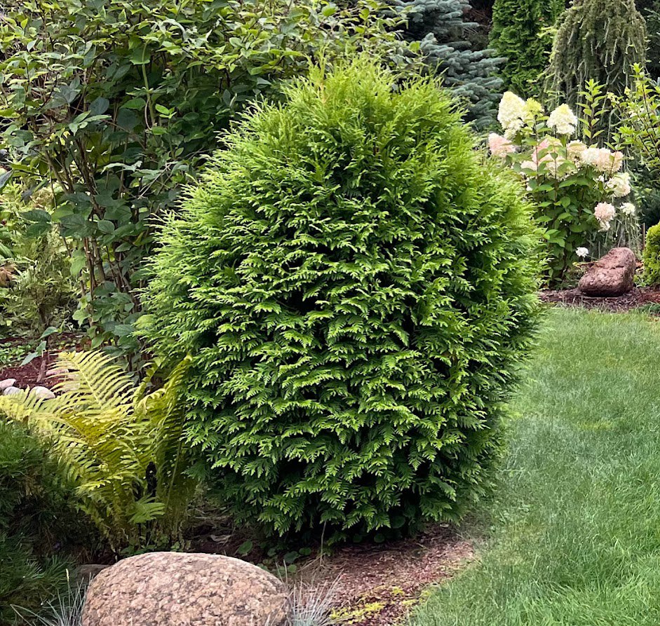 Thuja occidentalis ‘Woodwardii’