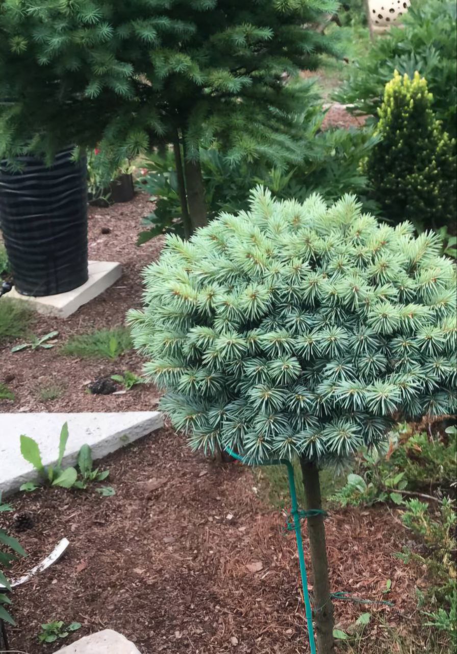 Picea pungens 'Blue Ball'
