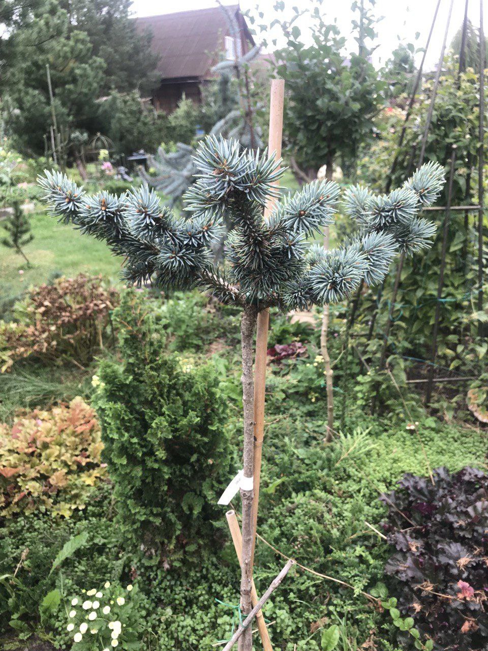 Picea pungens 'Jablonec'