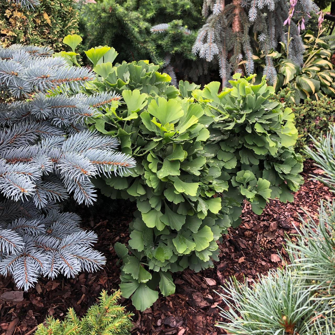 Ginkgo biloba 'Troll'