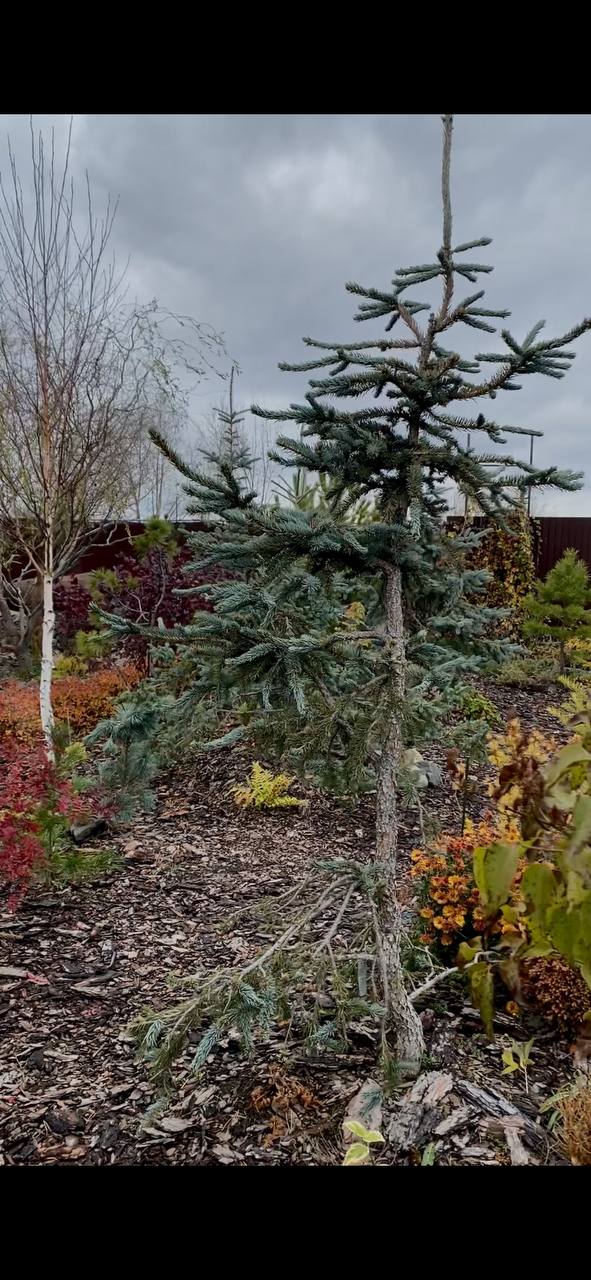 Picea pungens Glauca Virgata