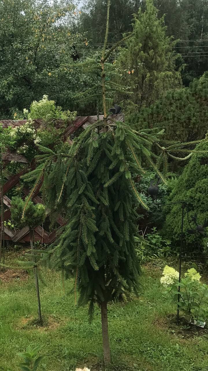 Picea abies 'Inversa'