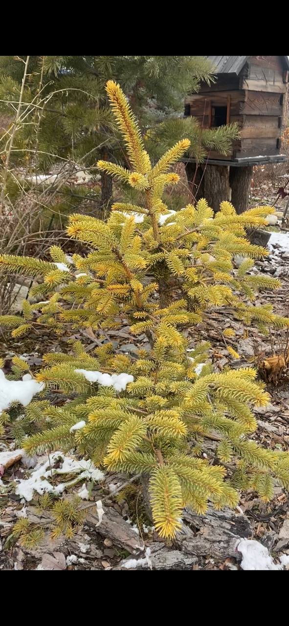 Picea pungens Aurea Vanc