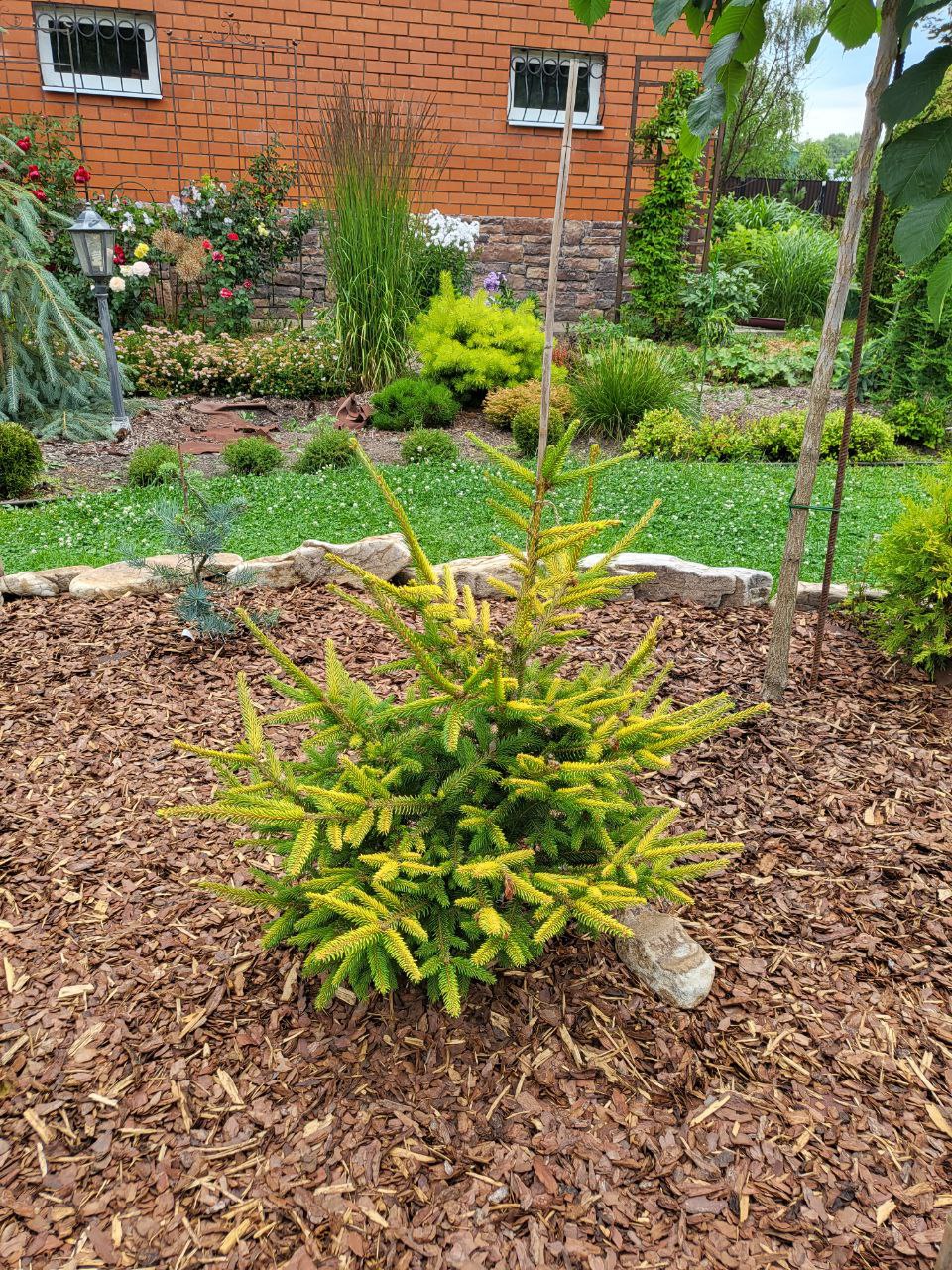 Picea abies ‘Acrocona Golden’