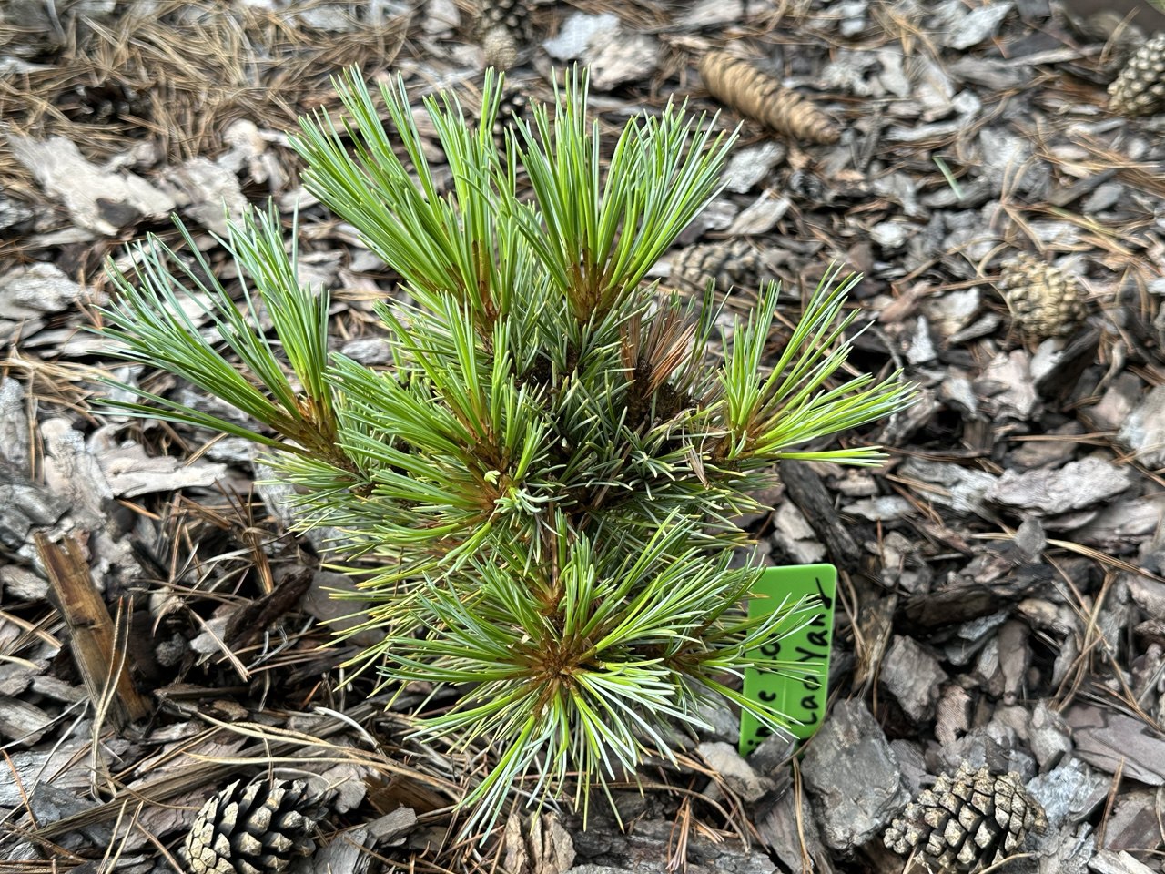 Pinus koraiensis La Lao Yang
