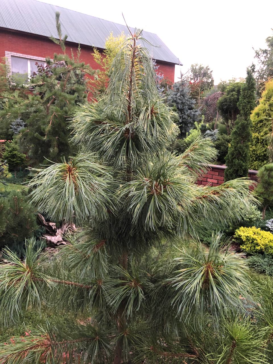 Pinus koraiensis 'Dragon Eye'