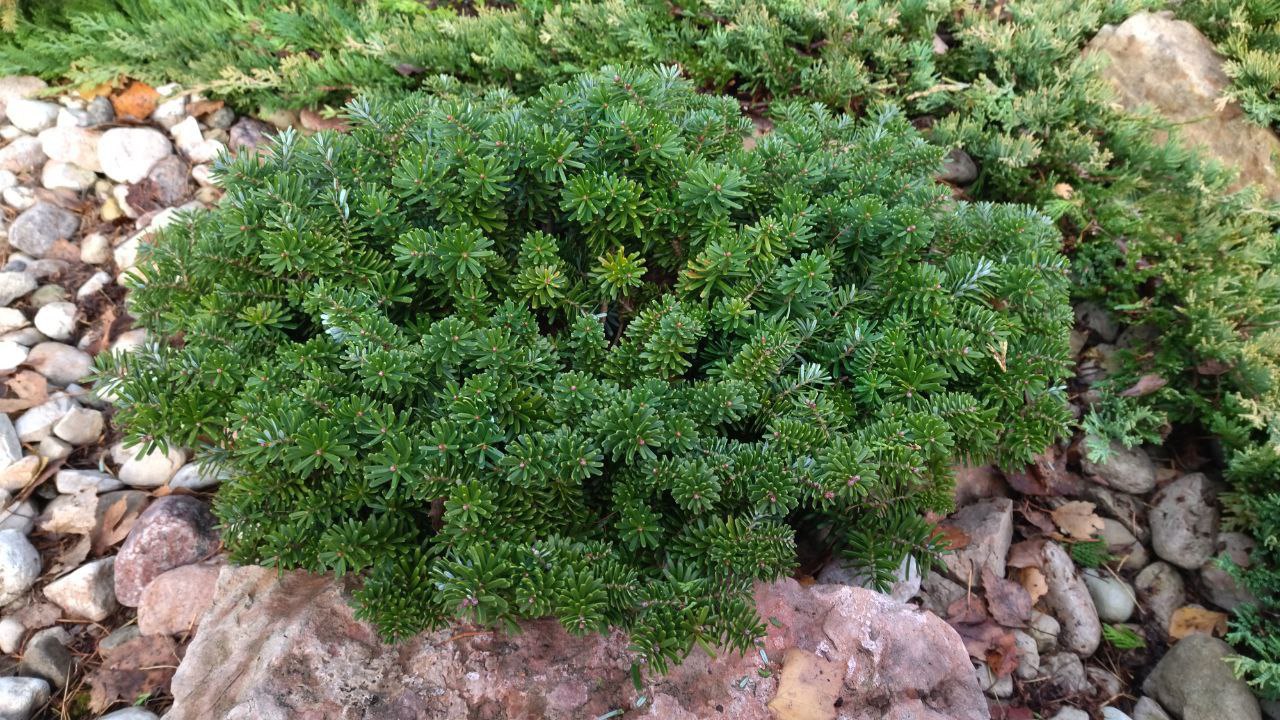 Abies koreana 'Brilliant'