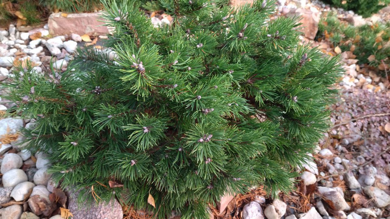 Pinus mugo 'Litomysl'