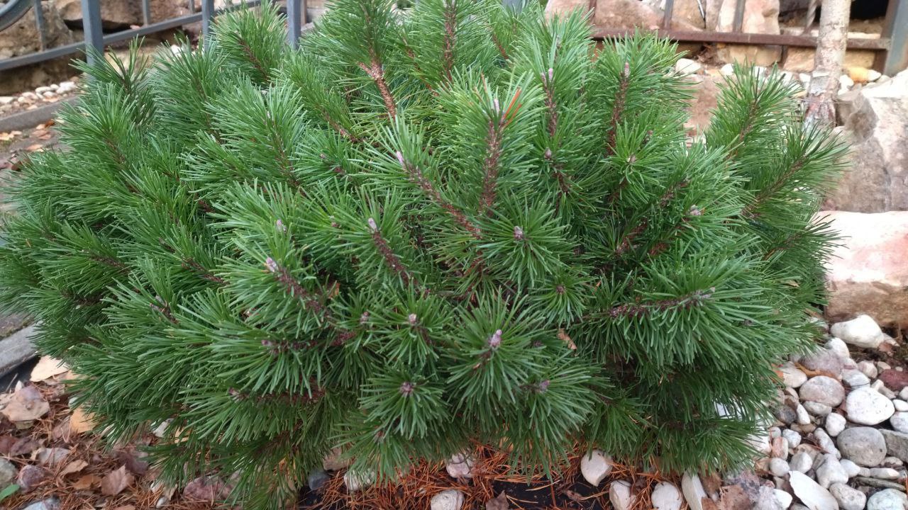 Pinus uncinata (mugo) 'Paradekissen'