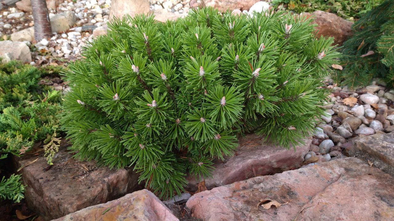 Pinus mugo 'Benjamin'