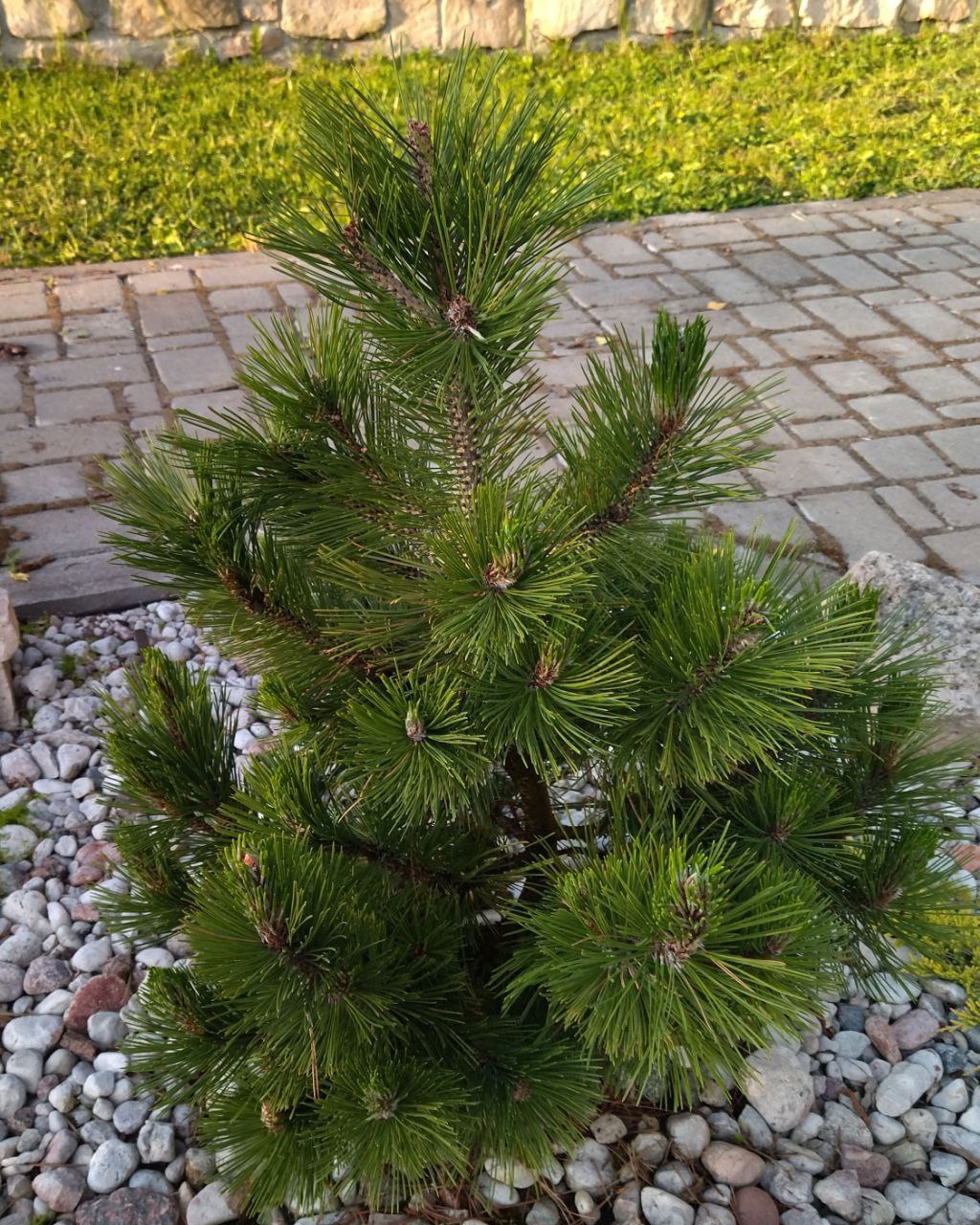 Pinus heldreichii / leucodermis 'Dolce Dorme'