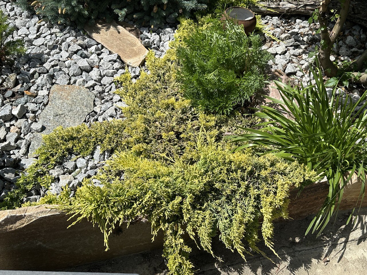Juniperus horizontalis Golden Carpet