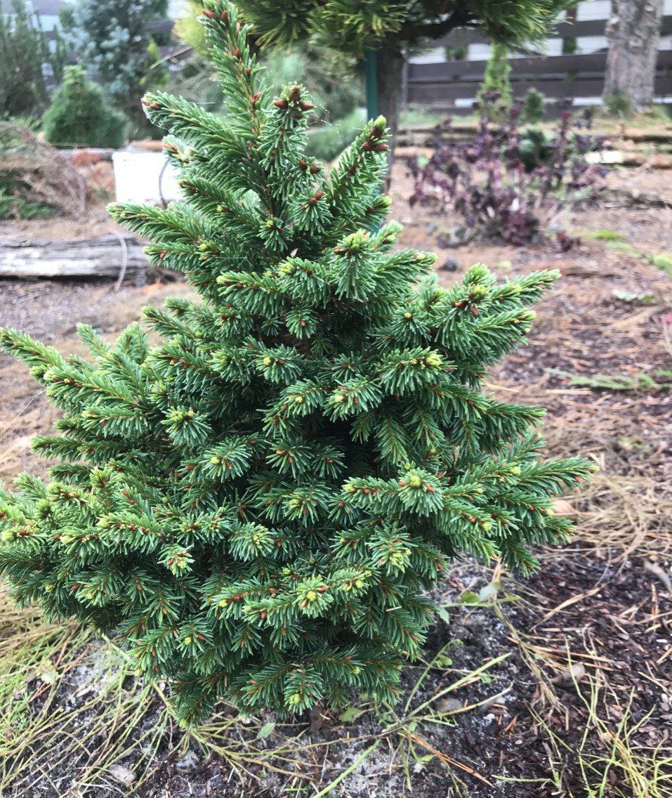 Picea abies 'Velopoli'