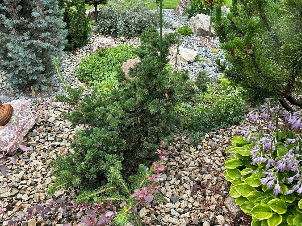 Picea pungens Lucky Strike