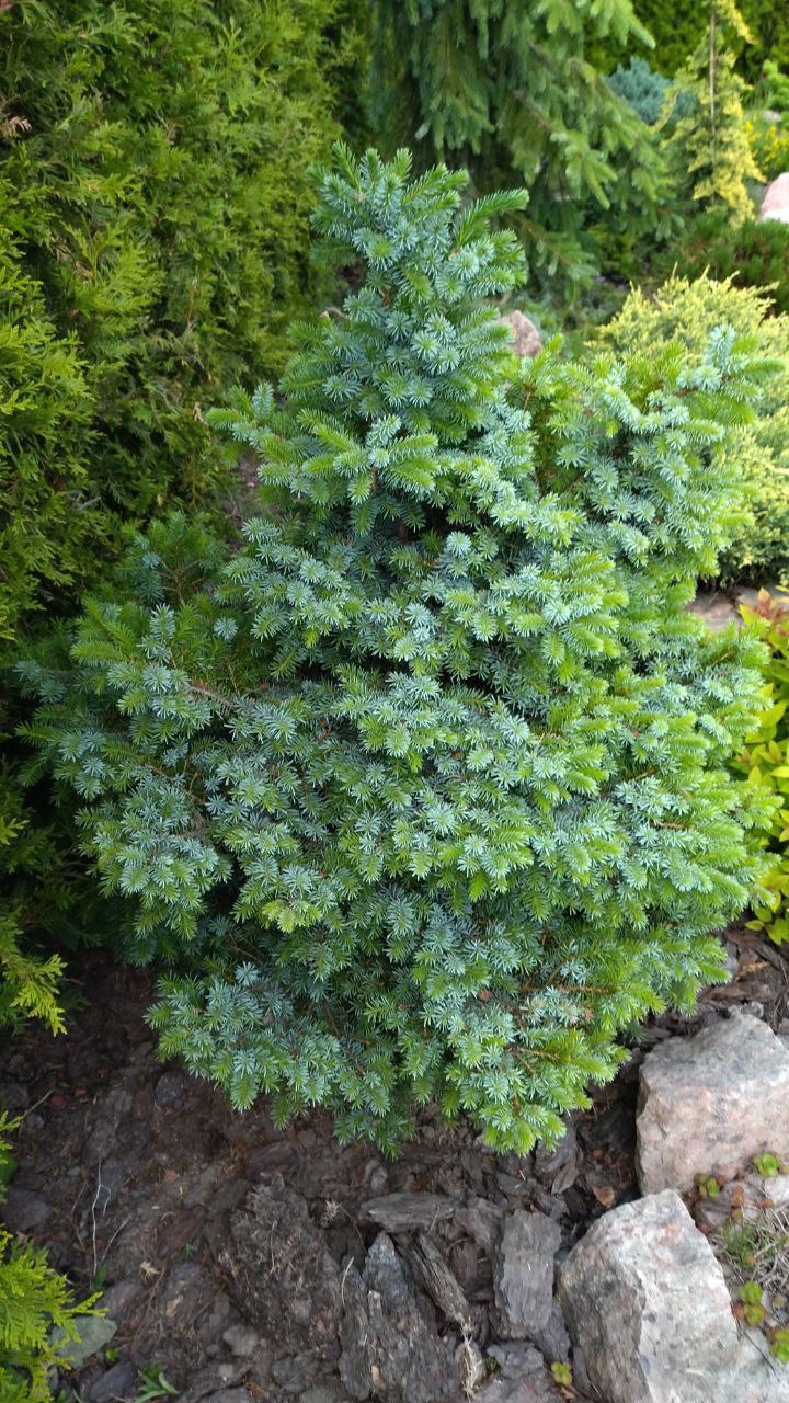 Picea omorika 'Frohnleiten'