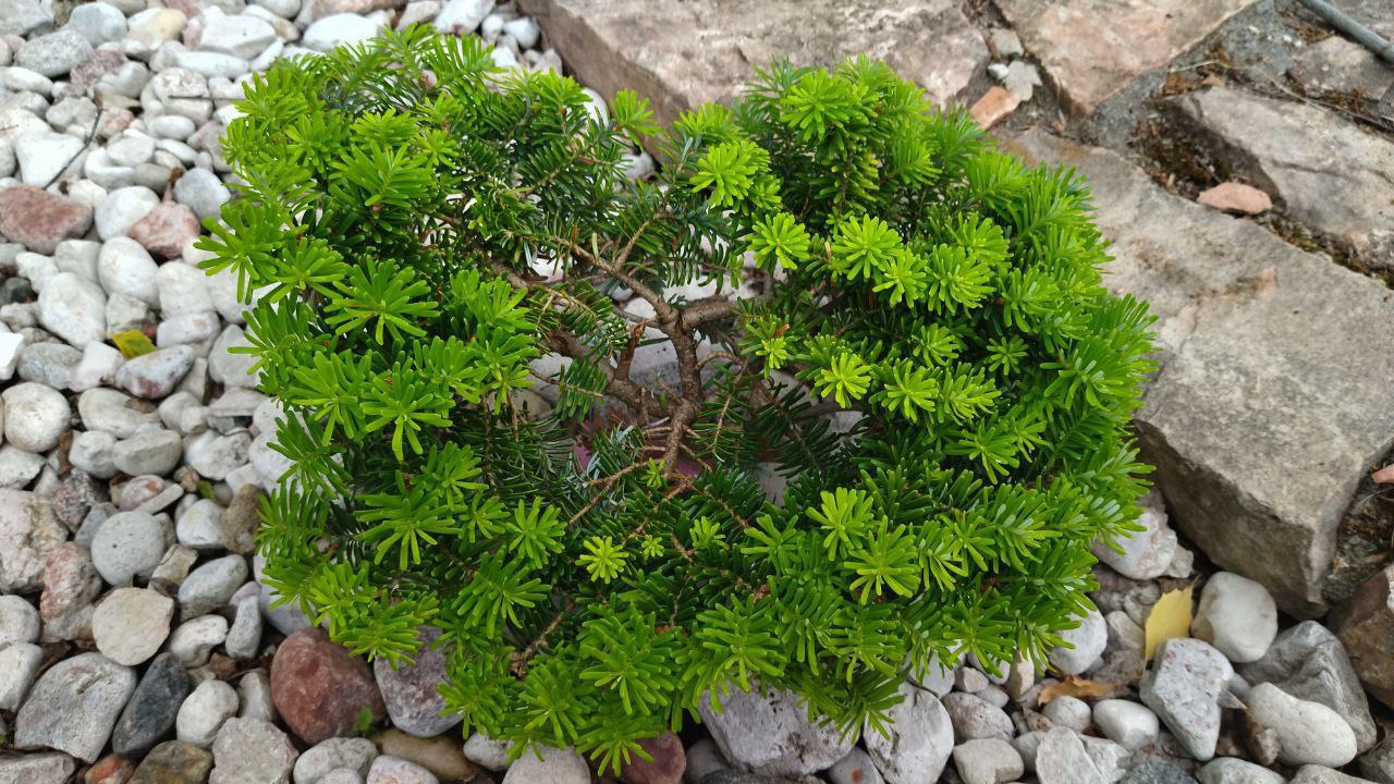 Abies koreana 'Tundra'