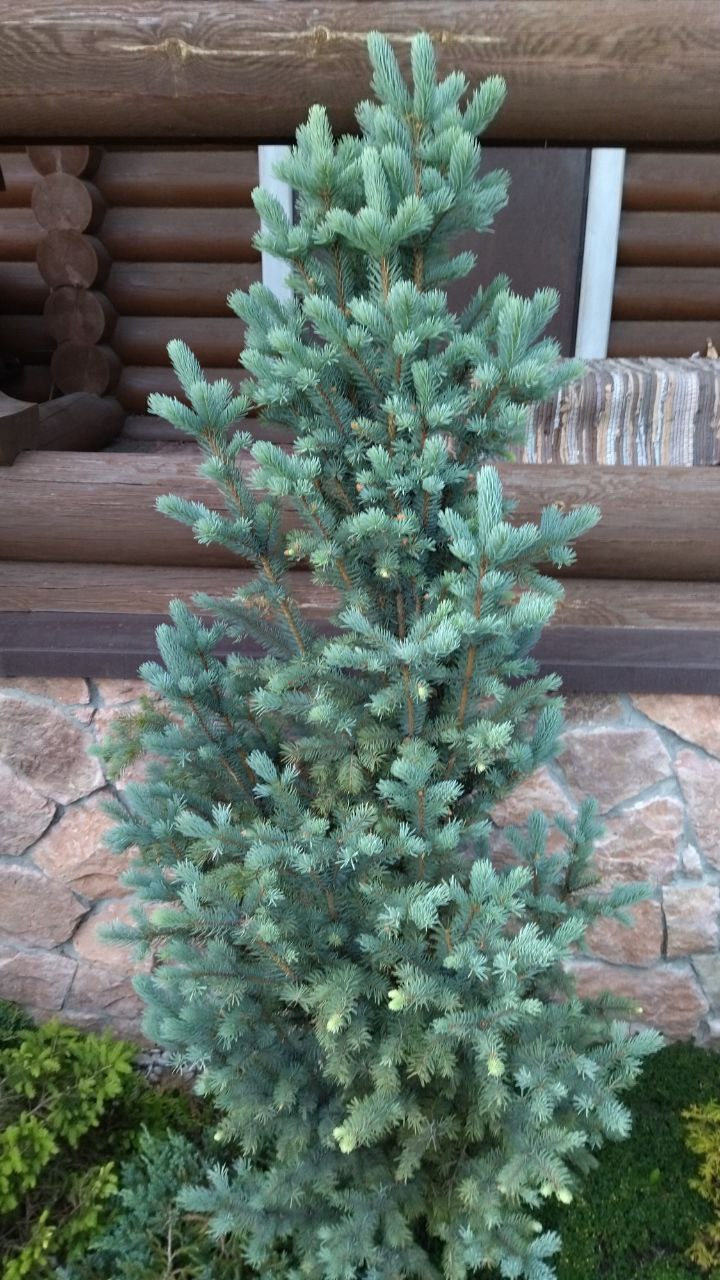 Picea pungens 'Iseli Fastigiate'