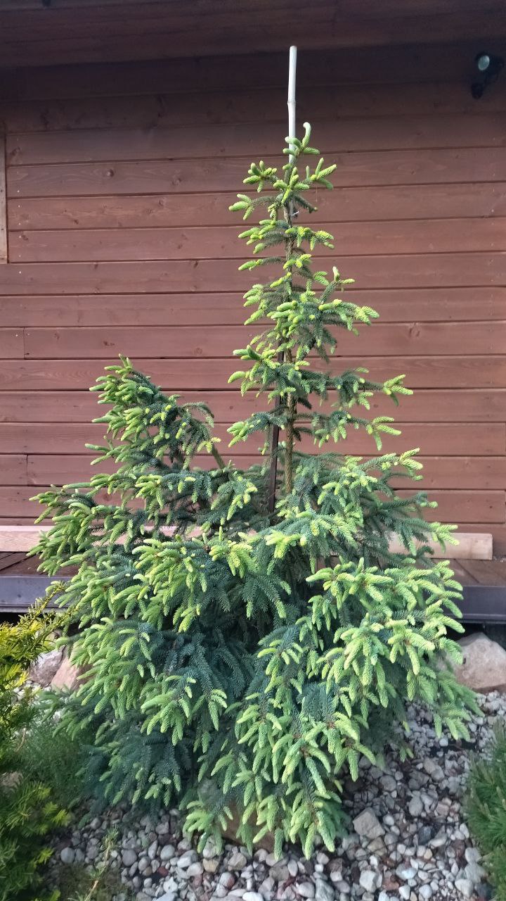 Picea mariana 'Aurea'