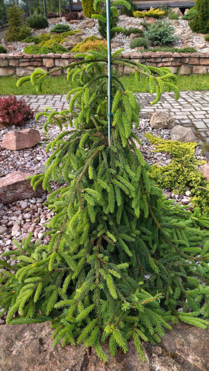 Picea abies 'Loreley'